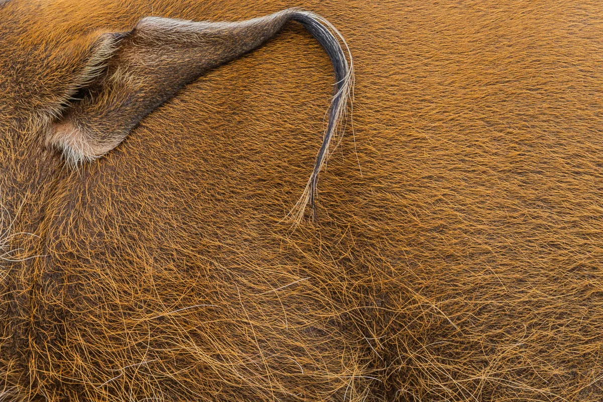 Prase bradavičnaté