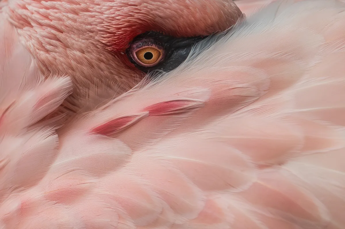 Plameňák růžový