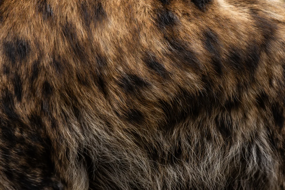Hyenačabraková