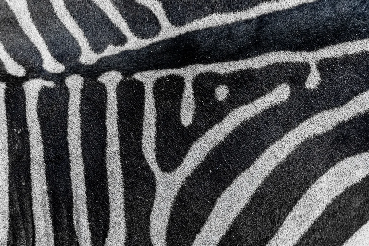 Zebra grévyho